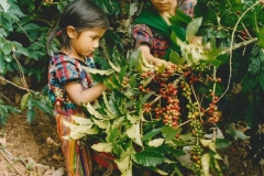 Kaffeeernte Guatemala: Kinderarbeit (c) Ernst Herb